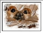 trzy, Peki�czyki